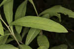 Giant ironweed